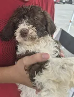 Molly, a female Goldendoodle and Poodle - Standard  for sale in Scarbro, WV – 4 of 4