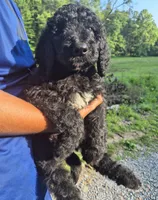Hank F1B, a male Goldendoodle and Poodle - Standard  for sale in Scarbro, WV – 3 of 5