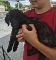 Rocky F1BB, a male Goldendoodle and Poodle - Standard  for sale in Scarbro, WV – 4 of 5