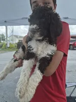Teddy, a male Goldendoodle and Poodle - Standard  for sale in Scarbro, WV – 2 of 6