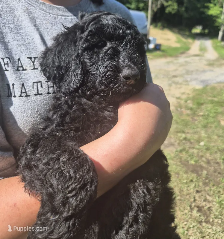 Ellie F1B – Goldendoodle, Poodle - Standard  puppy for sale in Scarbro, WV