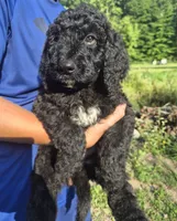 Hank F1B, a male Goldendoodle and Poodle - Standard  for sale in Scarbro, WV – 4 of 5