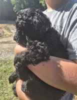 Sassy F1B, a female Goldendoodle for sale in Scarbro, WV – 4 of 5