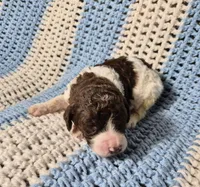 Molly, a female Goldendoodle and Poodle - Standard  for sale in Scarbro, WV – 7 of 9
