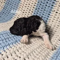 Abby, a female Goldendoodle and Poodle - Standard  for sale in Scarbro, WV – 1 of 6