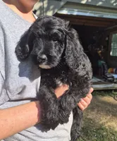 Rex F1B, a male Goldendoodle and Poodle - Standard  for sale in Scarbro, WV – 3 of 7