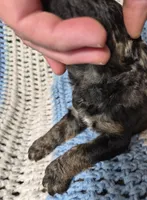 Eva F1B, a female Goldendoodle and Poodle - Standard  for sale in Scarbro, WV – 5 of 7