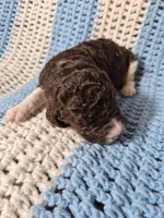 Teddy, a male Goldendoodle and Poodle - Standard  for sale in Scarbro, WV – 5 of 6