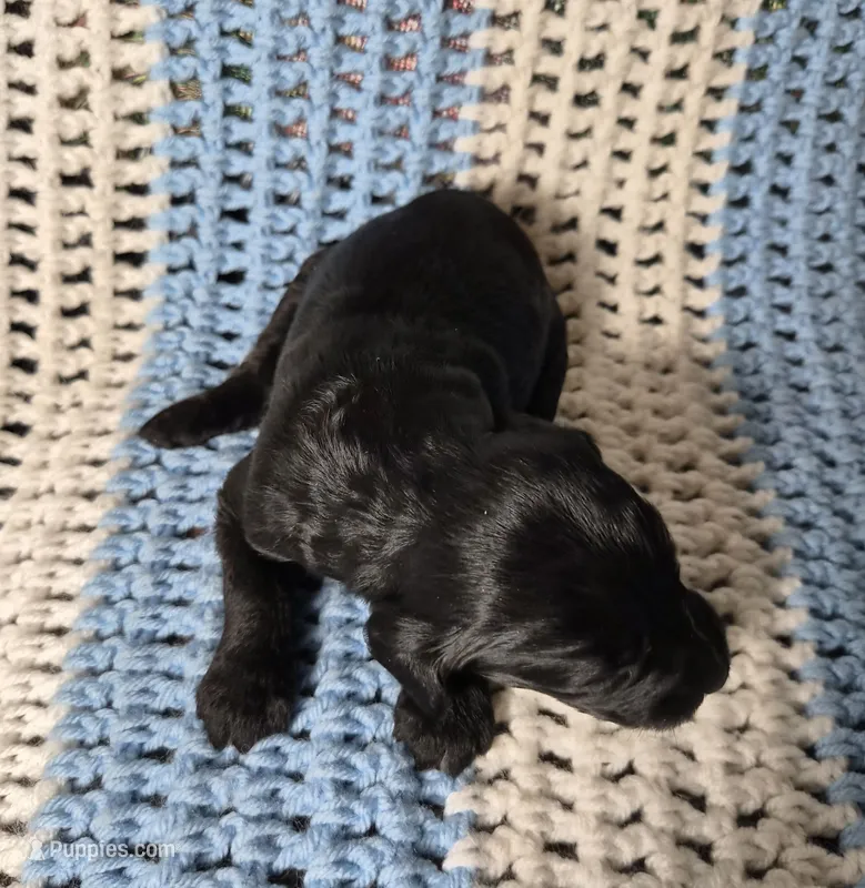 Ellie F1B – Goldendoodle, Poodle - Standard  puppy for sale in Scarbro, WV