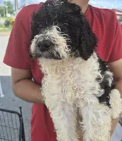 Cookie, a female Goldendoodle and Poodle - Standard  for sale in Scarbro, WV – 4 of 4