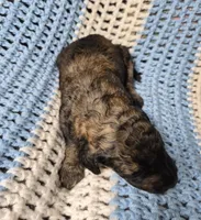 Eva F1B, a female Goldendoodle and Poodle - Standard  for sale in Scarbro, WV – 3 of 7