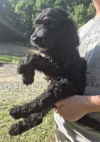 Rex F1B, a male Goldendoodle and Poodle - Standard  for sale in Scarbro, WV – 4 of 7
