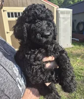 Wall-e F1B, a male Goldendoodle and Poodle - Standard  for sale in Scarbro, WV – 3 of 5