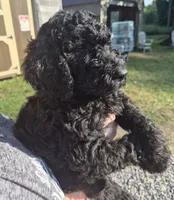 Wall-e F1B, a male Goldendoodle and Poodle - Standard  for sale in Scarbro, WV – 2 of 5