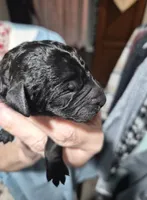 Wall-E F1B, a male Goldendoodle and Poodle - Standard  for sale in Scarbro, WV – 3 of 3