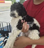 Cookie, a female Goldendoodle and Poodle - Standard  for sale in Scarbro, WV – 3 of 4