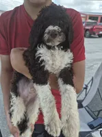 Teddy, a male Goldendoodle and Poodle - Standard  for sale in Scarbro, WV – 3 of 6