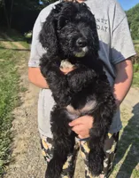 Buster F1B, a male Goldendoodle and Poodle - Standard  for sale in Scarbro, WV – 6 of 6