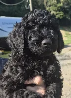 Wall-e F1B, a male Goldendoodle and Poodle - Standard  for sale in Scarbro, WV – 4 of 5