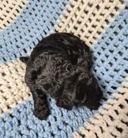 Candy, a female Goldendoodle and Poodle - Standard  for sale in Scarbro, WV – 2 of 6