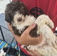 Molly, a female Goldendoodle and Poodle - Standard  for sale in Scarbro, WV – 3 of 4