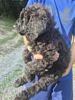 Hank F1B, a male Goldendoodle and Poodle - Standard  for sale in Scarbro, WV – 5 of 5