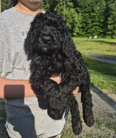 Buddy F1B, a male Goldendoodle and Poodle - Standard  for sale in Scarbro, WV – 2 of 6