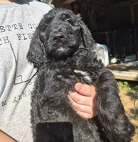 Piper F1B, a female Goldendoodle and Poodle - Standard  for sale in Scarbro, WV – 5 of 5