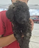 Rocky F1BB, a male Goldendoodle and Poodle - Standard  for sale in Scarbro, WV – 5 of 5