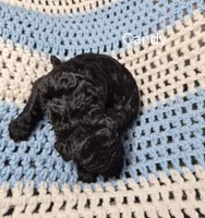 Candy, a female Goldendoodle and Poodle - Standard  for sale in Scarbro, WV – 1 of 6