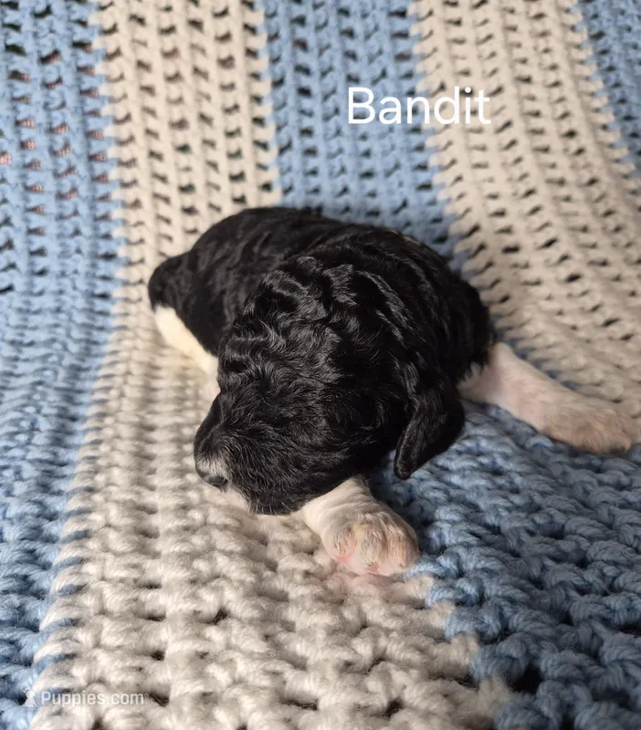 Bandit – Goldendoodle, Poodle - Standard  puppy for sale in Scarbro, WV
