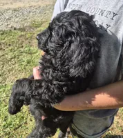 Piper F1B, a female Goldendoodle and Poodle - Standard  for sale in Scarbro, WV – 3 of 5