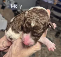 Molly, a female Goldendoodle and Poodle - Standard  for sale in Scarbro, WV – 1 of 1