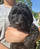 Sassy F1B, a female Goldendoodle for sale in Scarbro, WV – 5 of 5