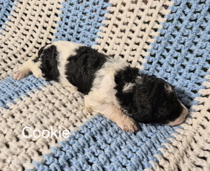 Cookie – Goldendoodle, Poodle - Standard  puppy for sale in Scarbro, WV