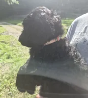 Ellie F1B, a female Goldendoodle and Poodle - Standard  for sale in Scarbro, WV – 5 of 5