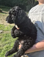 Buster F1B, a male Goldendoodle and Poodle - Standard  for sale in Scarbro, WV – 4 of 6