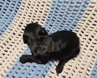 Ellie F1B, a female Goldendoodle and Poodle - Standard  for sale in Scarbro, WV – 5 of 6