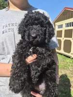 Lola F1B, a female Goldendoodle and Poodle - Standard  for sale in Scarbro, WV – 6 of 7