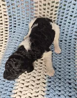 Lucky, a male Goldendoodle and Poodle - Standard  for sale in Scarbro, WV – 2 of 5