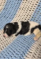 Cookie, a female Goldendoodle and Poodle - Standard  for sale in Scarbro, WV – 5 of 7