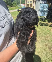 Ellie F1B, a female Goldendoodle and Poodle - Standard  for sale in Scarbro, WV – 2 of 5