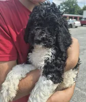 Bandit, a male Goldendoodle and Poodle - Standard  for sale in Scarbro, WV – 3 of 3