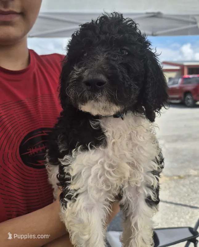 Abby – Goldendoodle, Poodle - Standard  puppy for sale in Scarbro, WV
