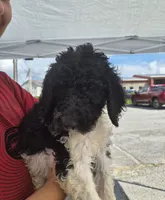 Abby F1BB, a female Goldendoodle and Poodle - Standard  for sale in Scarbro, WV – 7 of 7