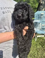 Lola F1B, a female Goldendoodle and Poodle - Standard  for sale in Scarbro, WV – 3 of 7