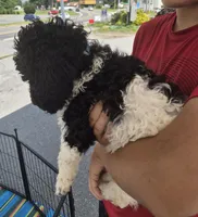 Abby F1BB, a female Goldendoodle and Poodle - Standard  for sale in Scarbro, WV – 3 of 7