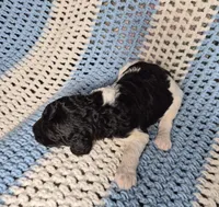 Lucky, a male Goldendoodle and Poodle - Standard  for sale in Scarbro, WV – 5 of 5