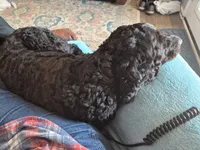 Bam Bam F1B, a female Goldendoodle for sale in Scarbro, WV – 3 of 4