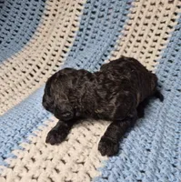 Rocky, a male Goldendoodle and Poodle - Standard  for sale in Scarbro, WV – 4 of 8